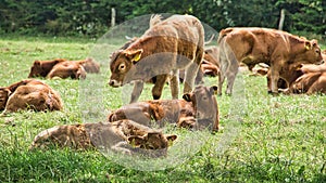 Herd of cows in a meadow. Brown farm animals lying relaxed in the grass