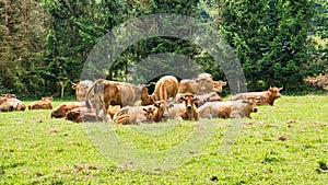 Herd of cows in a meadow. Brown farm animals lying relaxed in the grass