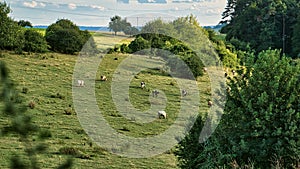 Herd of cows in a meadow. Brown farm animals lying relaxed in the grass while chewing the cud