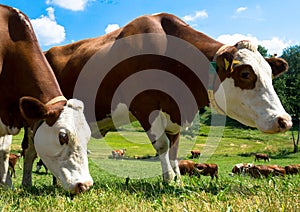 Herd of cows in a meadow