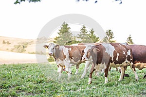 Herd cows on a meadows pasture or farmland