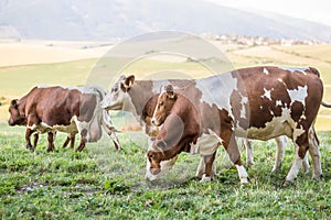 Herd cows on a meadows pasture or farmland