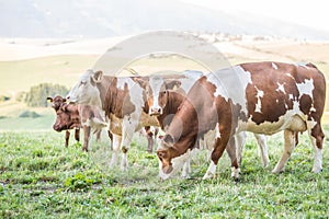 Herd cows on a meadows pasture or farmland