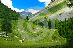 Herd of cows in mountain landscape