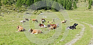 Herd of cows on a mountain meadow