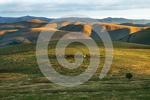 A herd of cows on the mountain meadows of the Caucasus.