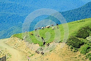 A herd of cows on a mountain range against the background of green mountains