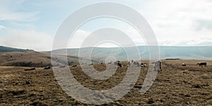 Herd of cows on the mountains