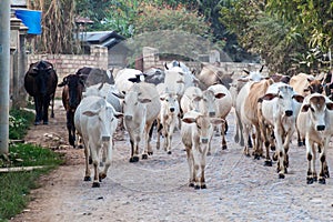 Herd of cows in Myauk Myo neighborhood of Hsipaw, Myanm