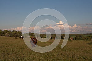 Herd of cows in a natural environment grazing on idyllic pasture illuminated by the morning sun