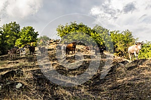 Herd of cows near Zaqatala, Azerbaij