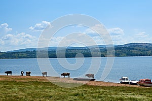 Herd of cows next to a lake