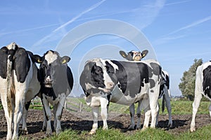 Herd of cows, one cow nosy looking over the back of another cow, black and white cows, in the middle of a meadow and contrails in