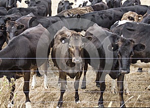 Herd of cows over the fence.