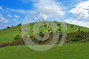 Herd of cows over green hill