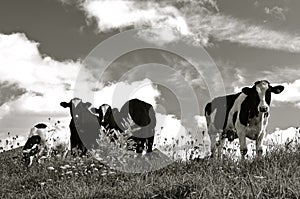 Herd of cows in pasture(black and white)