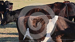 A herd of cows in a pasture, a bull sniffing sexual organ of a cow. Time for mating.