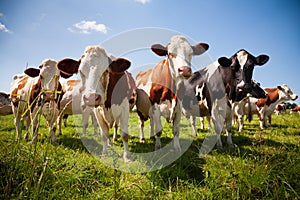 Herd of cows in the pasture photo