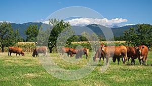 Herd of cows on pasture