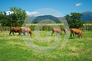 Herd of cows on pasture