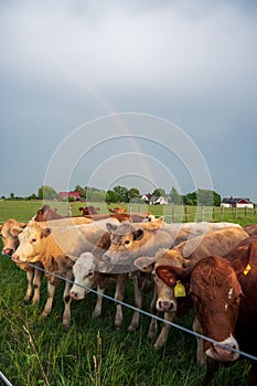 Herd of cows in pasture while rainbow visible on sky above them in Skåne Sweden
