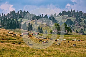 Herd of cows in pastures in Asiago region, Vicenza, Italy