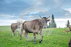 Cows on pastures in the mountains.
