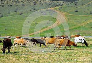 Herd of cows at poor green meadow. Environmental and livestock