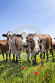 Herd of cows producing milk for Gruyere cheese in France in the spring