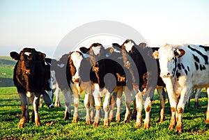 A herd of cows pull in close to one another