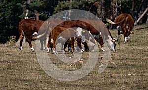 Herd of cows and rabbits in a grassy field on Rugen Island