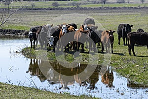 Herd of cows with reflection in pond