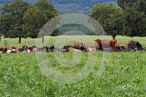 A herd of cows resting in a field