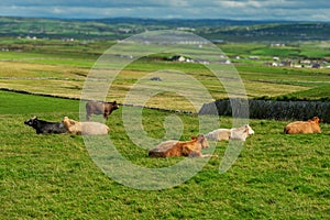 Herd of cows resting in a field on a sunny day on a green grass. West of Ireland