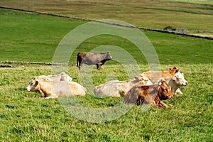 Herd of cows resting in a field on a sunny day on a green grass. West of Ireland