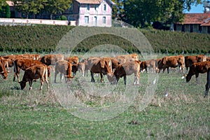 Herd of cows resting on green grass pasture, milk, cheese and meat production in Bordeaux, Haut-Medoc, France