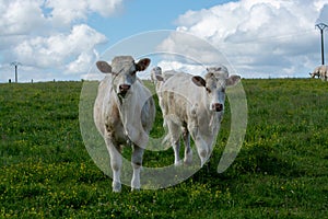 Herd of cows resting on green grass pasture, milk and cheese production in Normandy, France