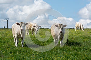 Herd of cows resting on green grass pasture, milk and cheese production in Normandy, France