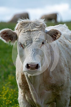 Herd of cows resting on green grass pasture, milk and cheese production in Normandy, France