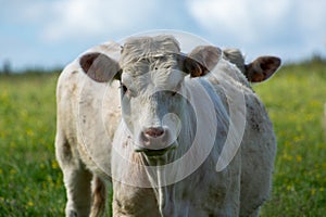 Herd of cows resting on green grass pasture, milk and cheese production in Normandy, France