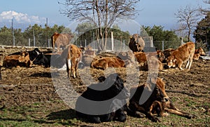 Herd of cows resting on the meadow