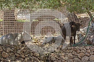 A herd of cows is resting in the shade of a tree. Stock photo