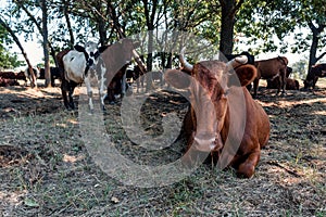A herd of cows resting