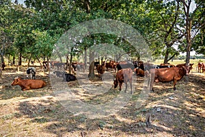 Herd of cows resting under tree shadow