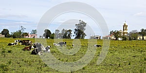 Herd of cows resting in Uruguay. photo