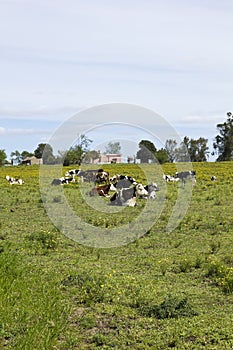 Herd of cows resting in Uruguay.