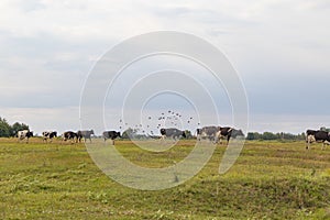 A herd of cows returns in the evening to the farm, across the field