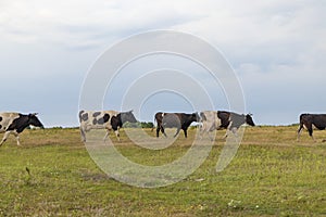 A herd of cows returns in the evening to the farm, across the field