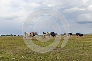 A herd of cows returns in the evening to the farm, across the field