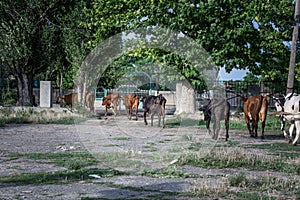 A herd of cows